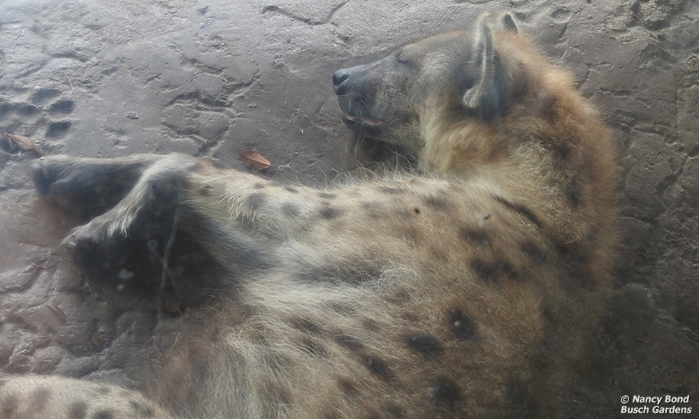 Spotted Hyenas sleep huge portions of the day.
