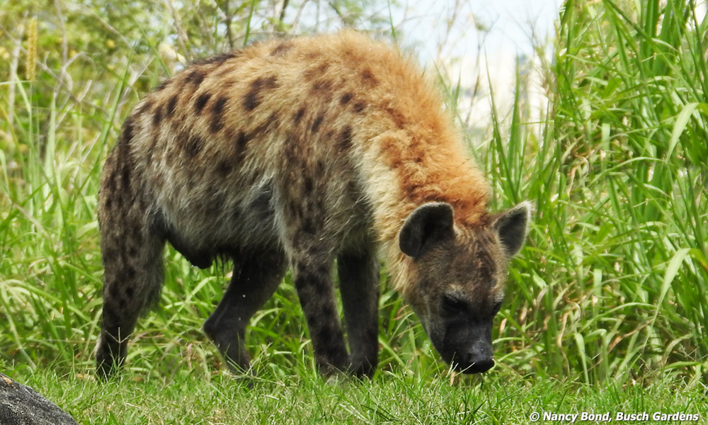 A Spotted Hyena at Busch Gardens with cute round ears