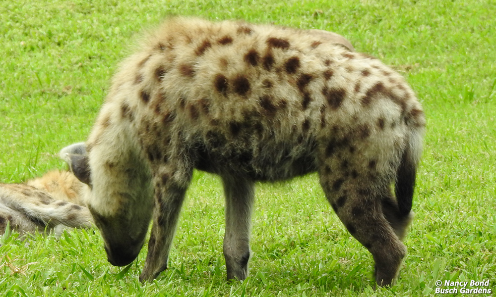Spotted Hyenas are fast and can run for long distances without tiring.