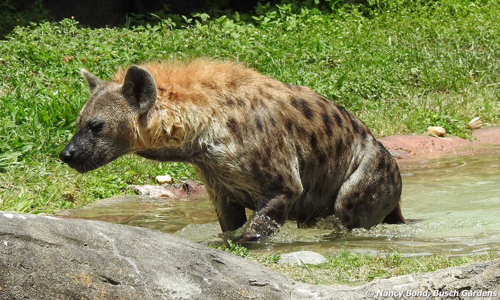 Spotted Hyenas live an average of 20 years in the wild.