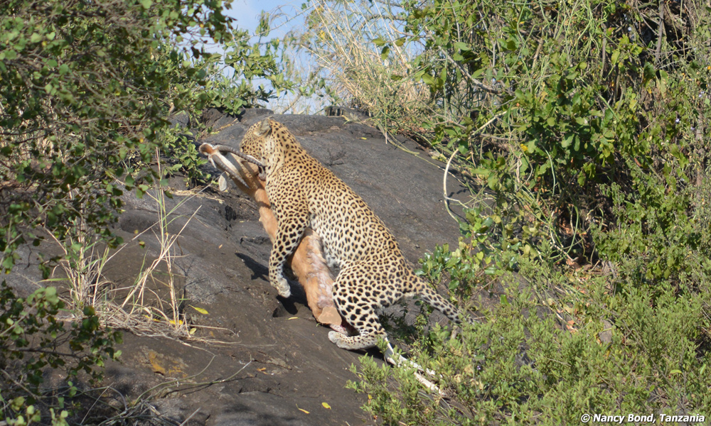 Leopard carrying a gazelle