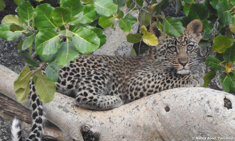 Leopard cub napping.