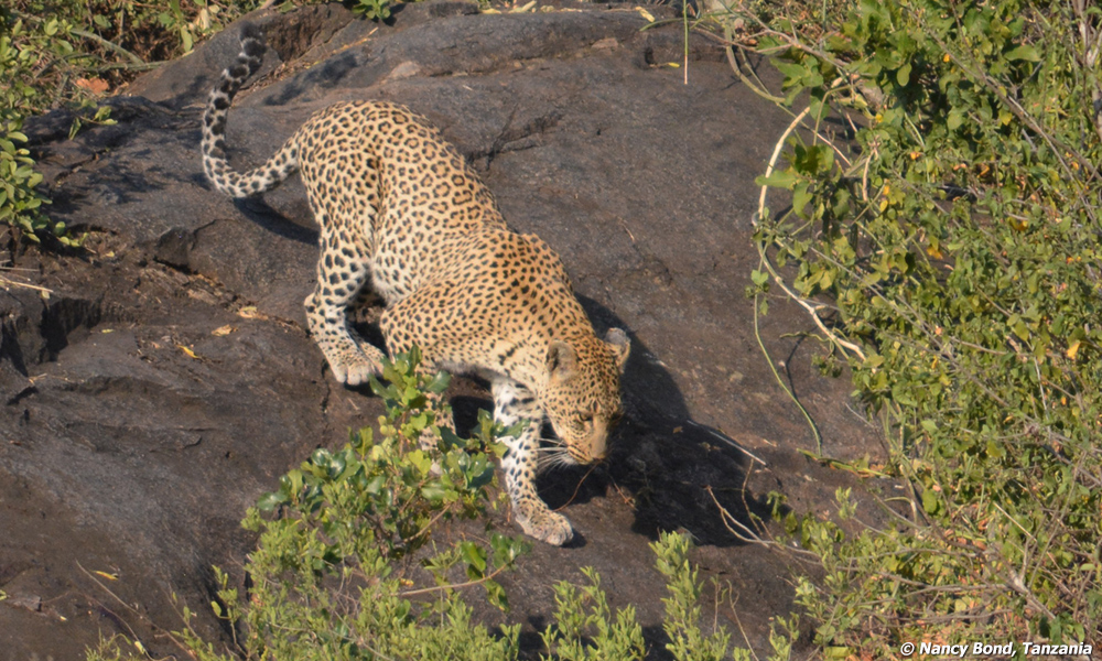 Leopard leaving tree to get water.