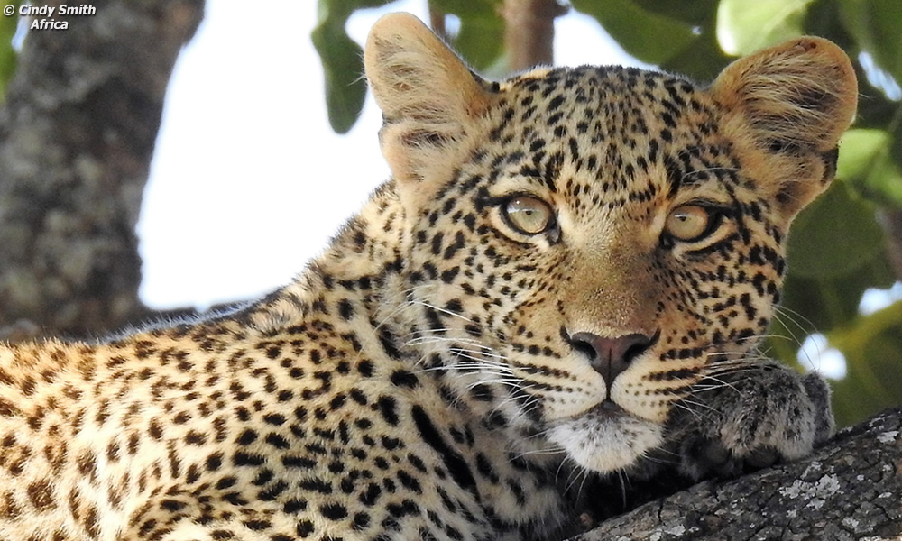 Leopard face close up