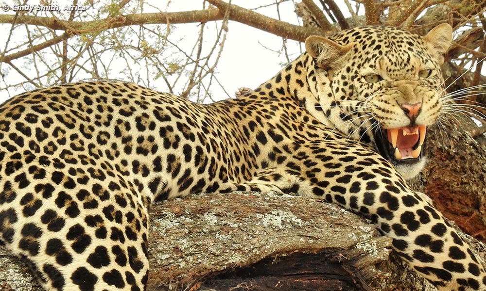 Leopard in a tree