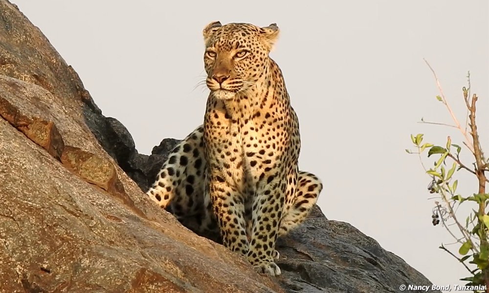 Leopard getting water at rock.