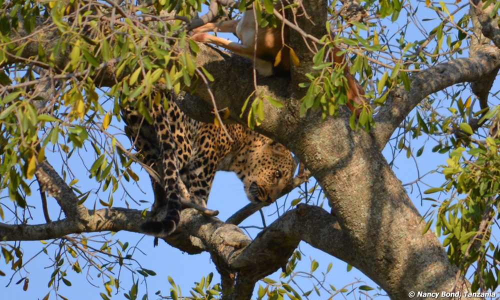 Gazelle with leopard in tree