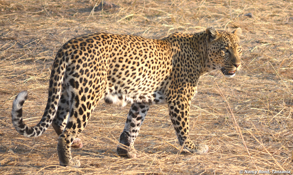 Leopard walking in Serengeti.