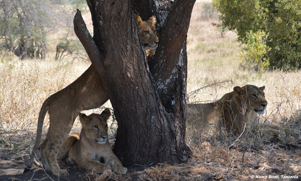 This young lion cub thinks he can climb up the tree.