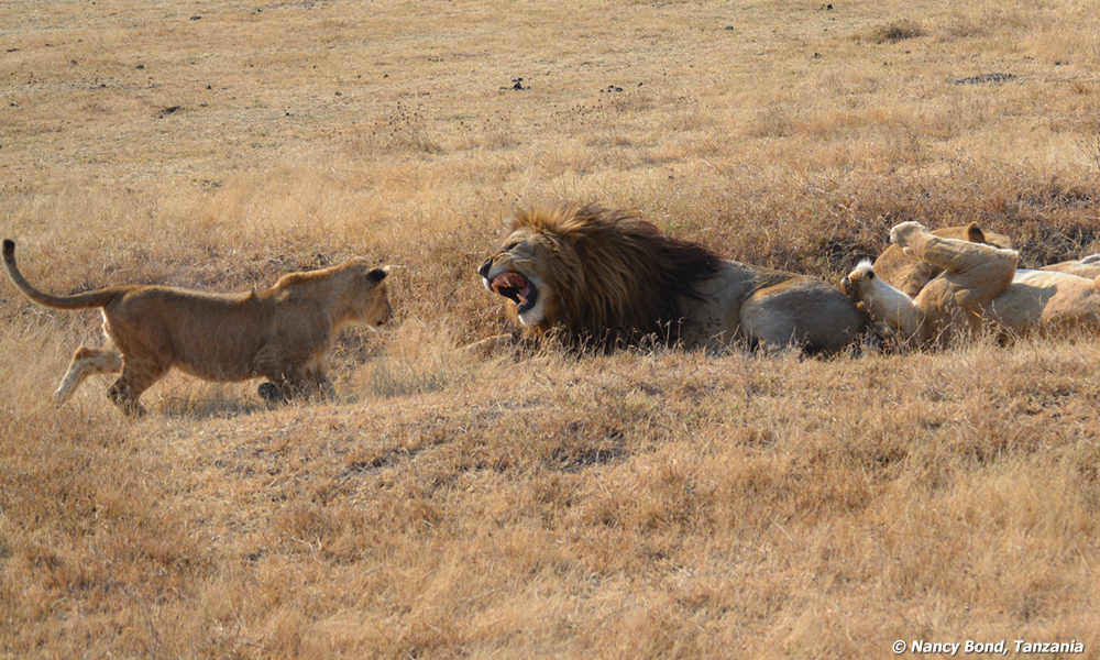 Father lion does not want to be disturbed.