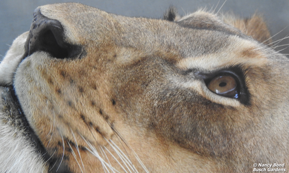 A lioness up close.