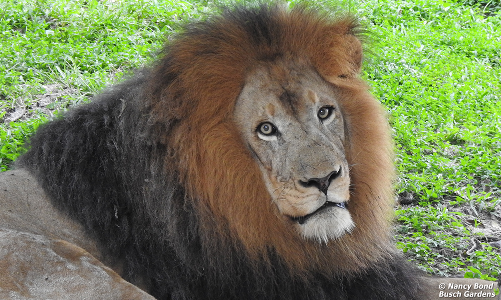 Male lion at Busch Gardens.