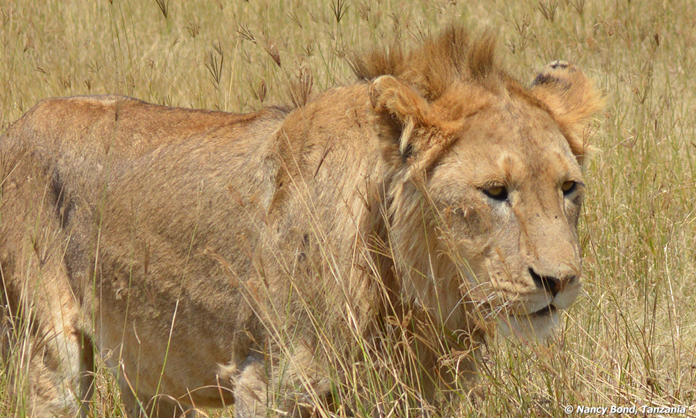 Young male lion walking through grass.