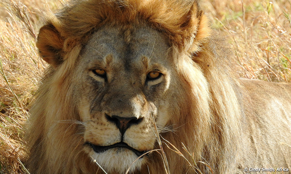 Male lion up close.