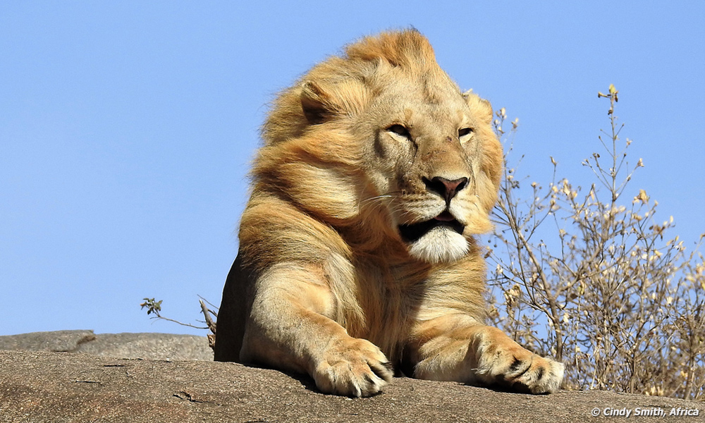 A closer look at lion on kopjes