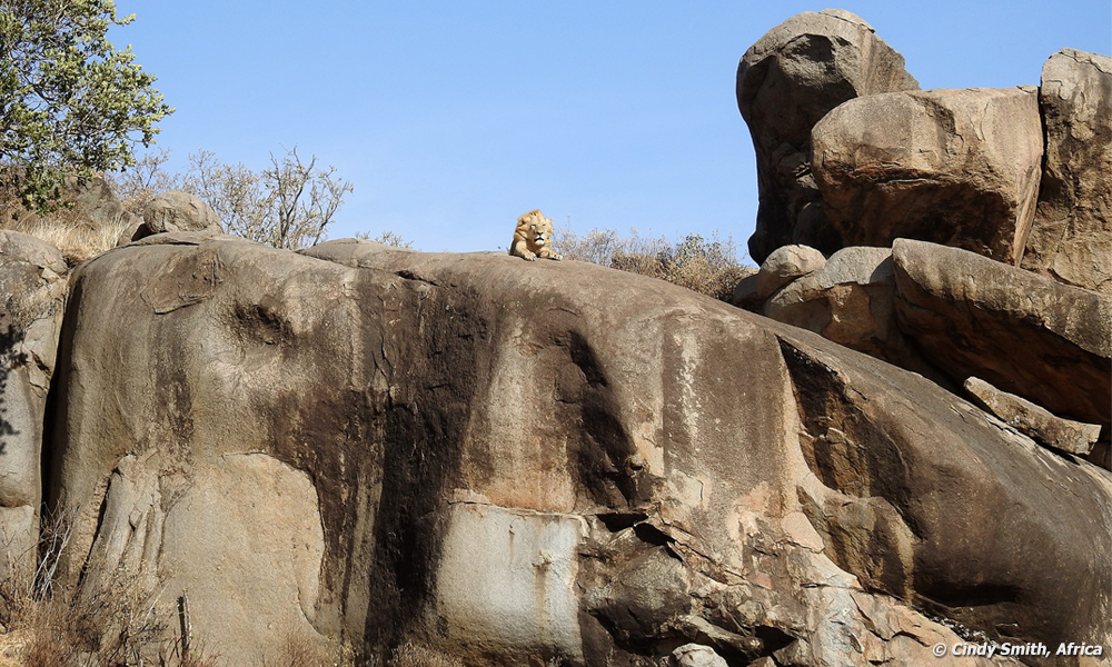 Lion atop kopjes.