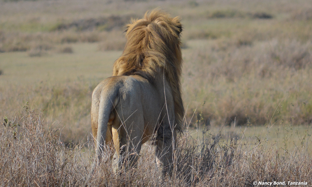 A male lion watches the lioness hunt.