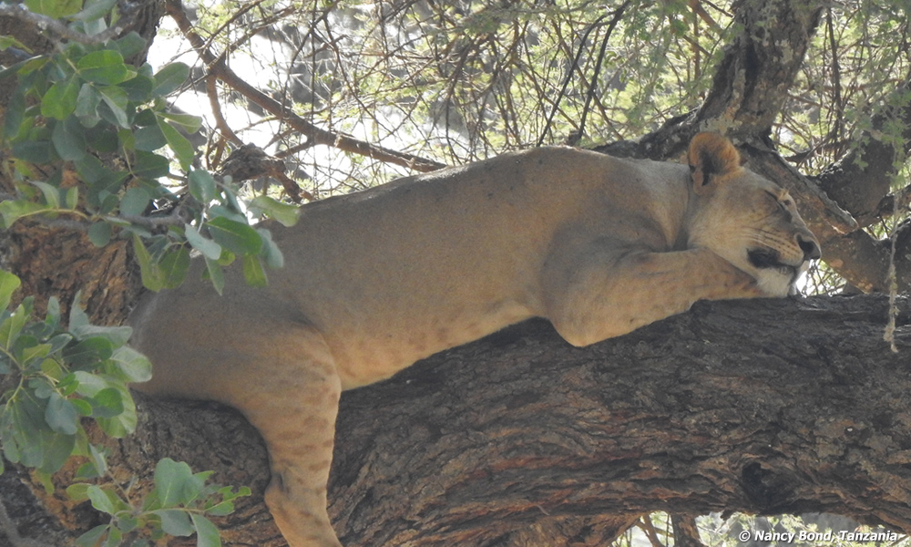 A good limb for a nap.