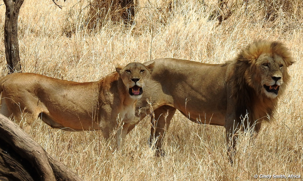 Male and Female Lions