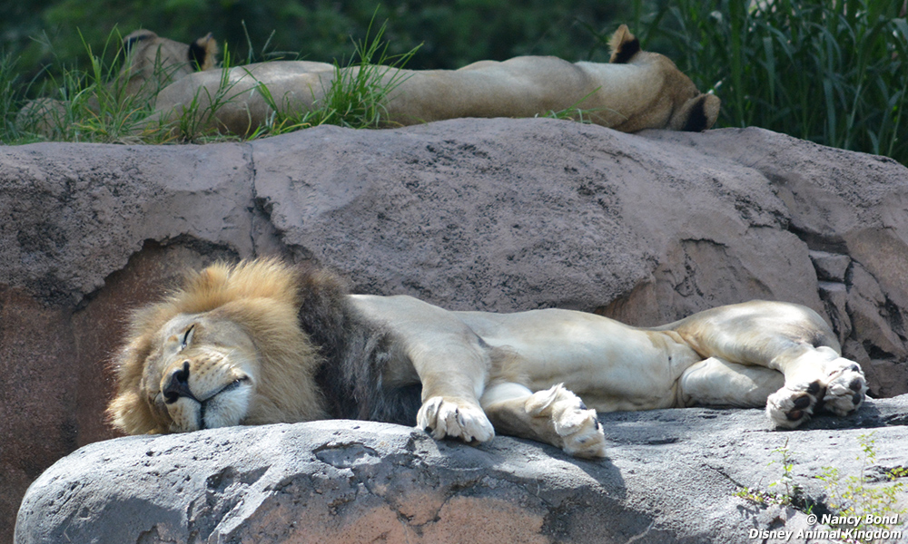 Lions collapse with legs out to sleep.
