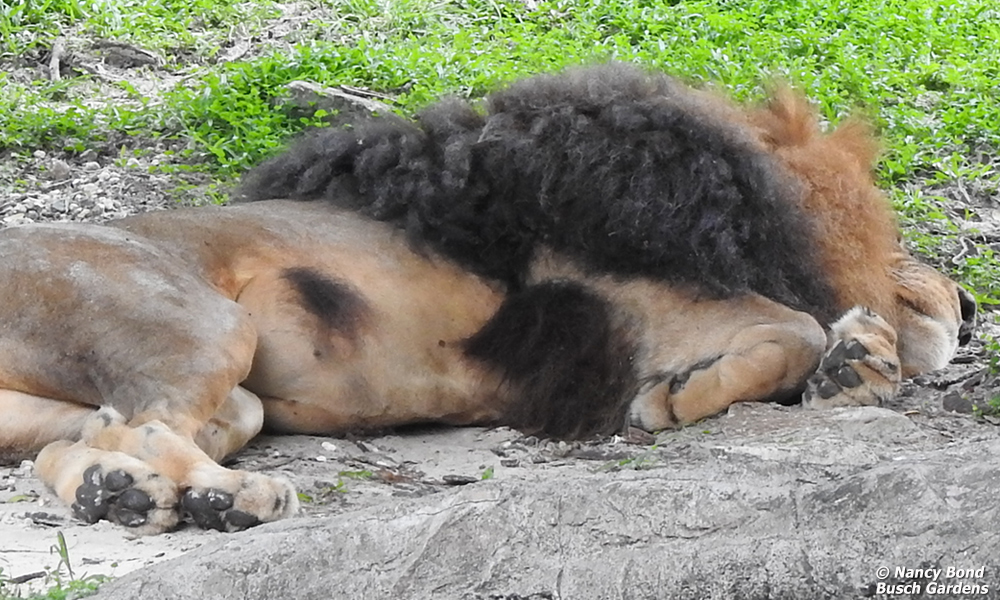 Lions sleep about 20 hours a day.