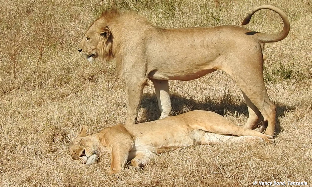 A young male lion with a lioness