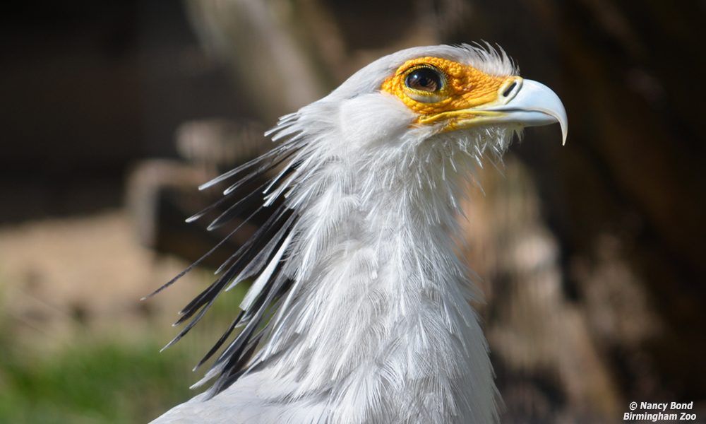 Side view Secretarybird