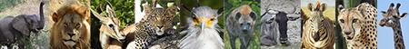 Animal Characters in Mystery on the Serengeti Safari