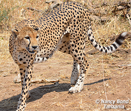 Cheetahs