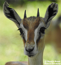 Thomson's Gazelle
