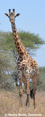Giraffe