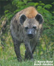 Spotted Hyena