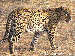 Leopard