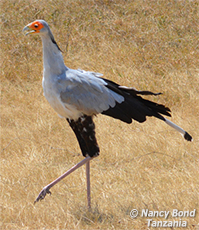 Secretarybird