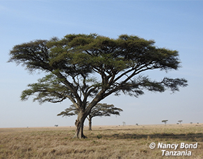Acacia Tree in Serengeti