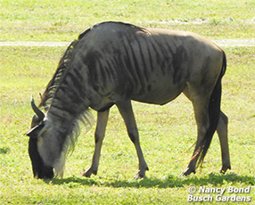 Wildebeests