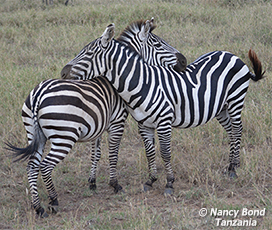 Zebras
