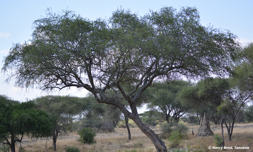 Trees provide food and much needed shade.