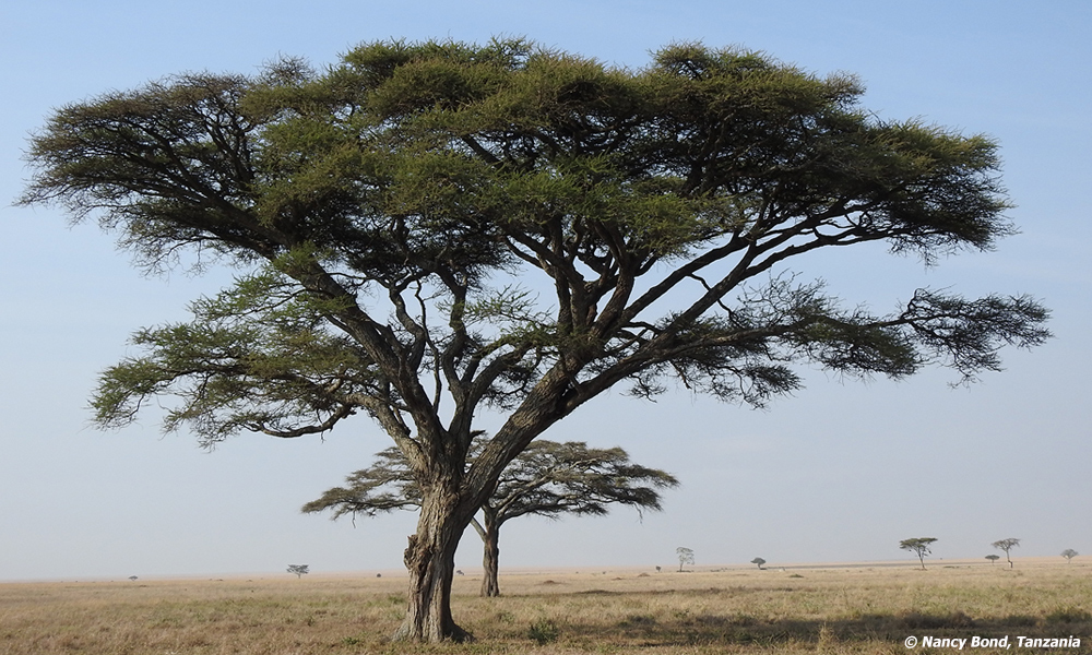 An acacia tree in Serengeti National Park.