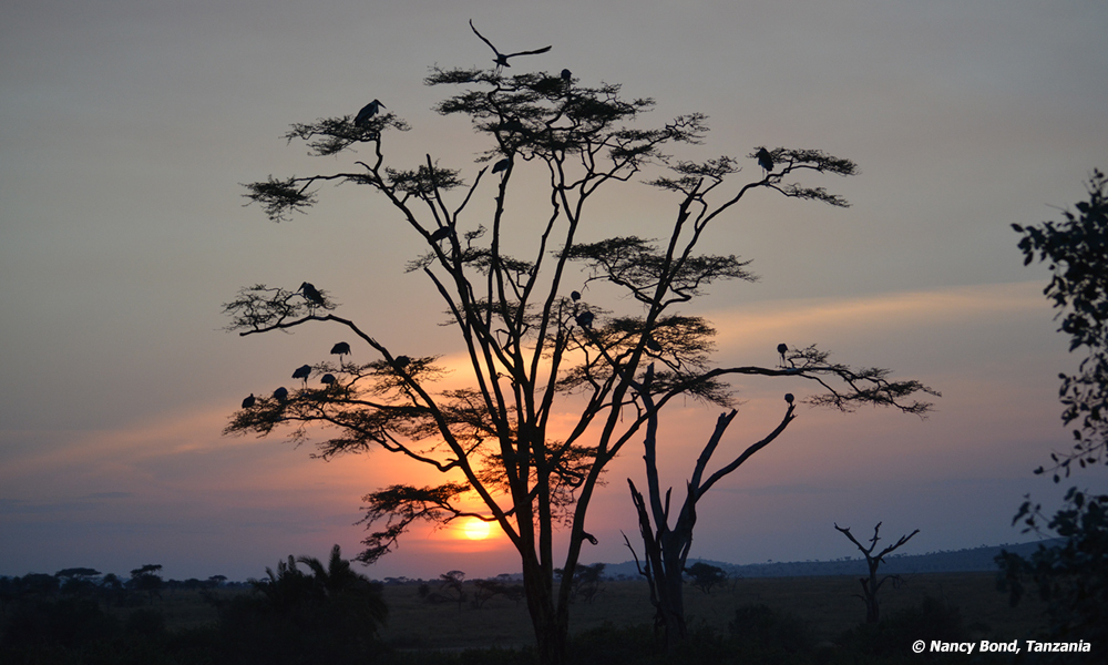 A gorgeous sunset in Serengeti National Park.