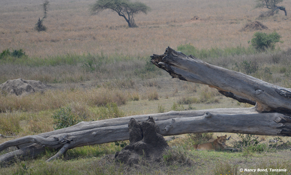 Every log serves a purpose. This lioness is saving her meal for the pride.