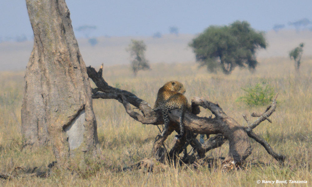 A leopard rests on a fallen tree in Serengeti National Park.