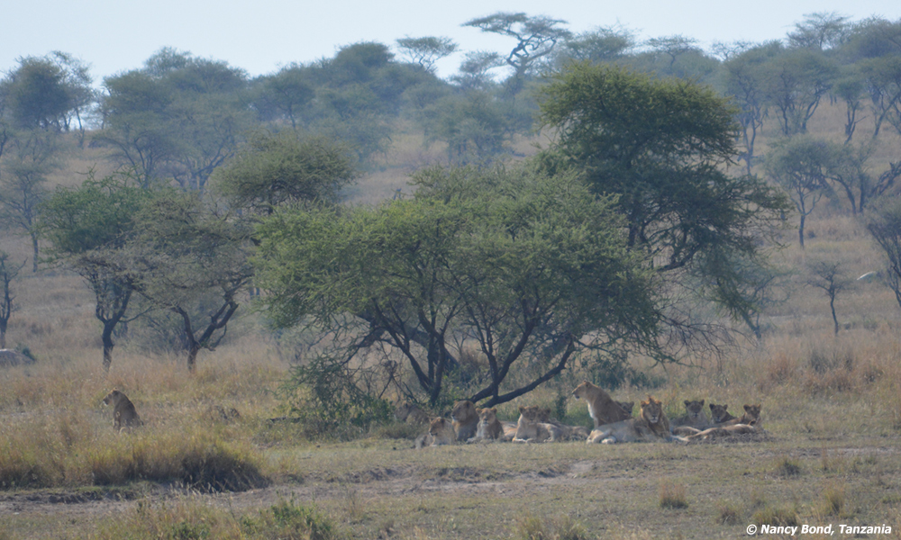 A pride of lions relaxes in the shade in Serengeti National Park.