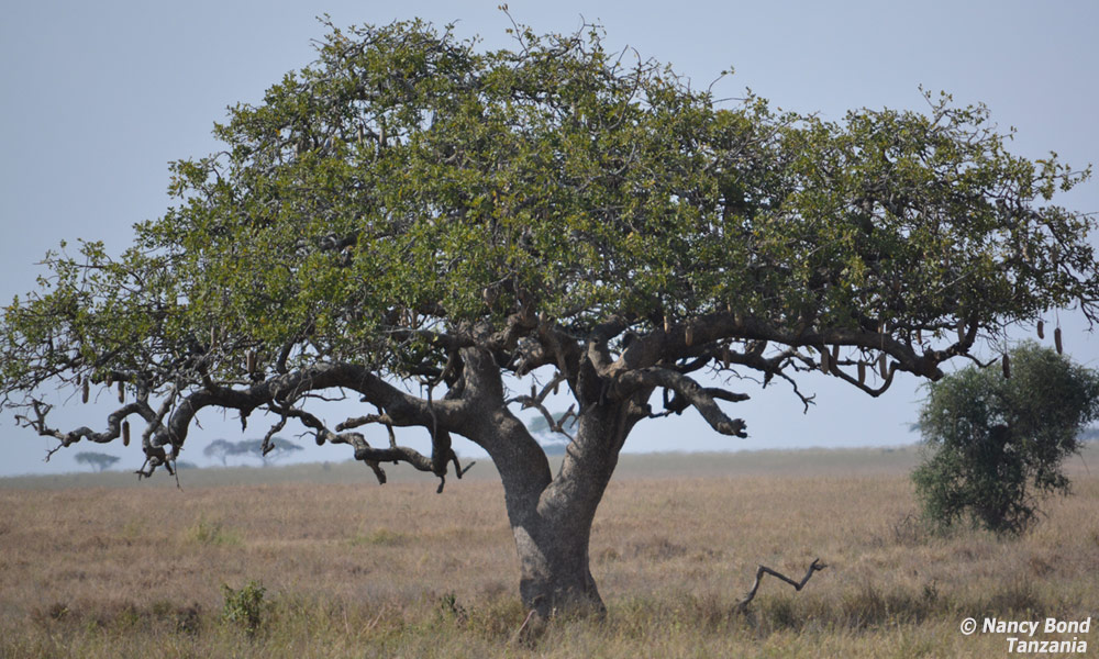 A sausage tree in Serengeti Naional Park