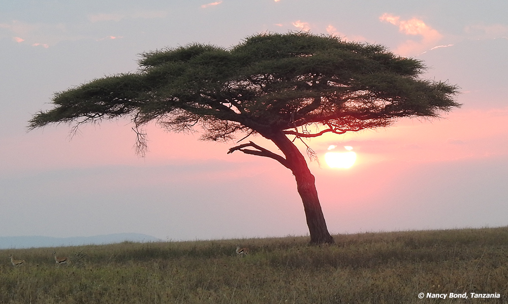 A picturesque sunset in Serengeti National Park.