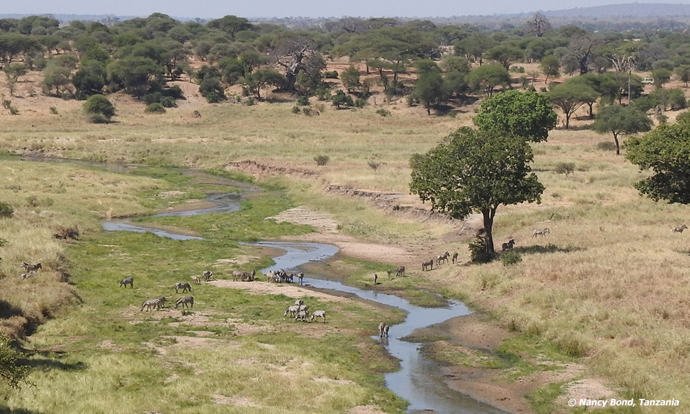 This view is actually outside Serengeti National Park.