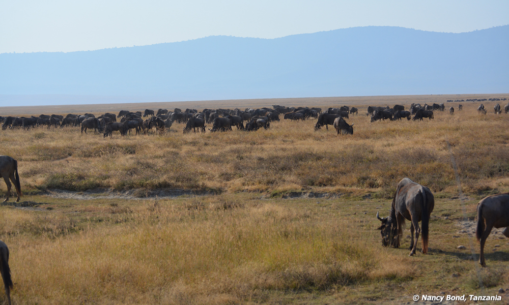 Wildebeests all around
