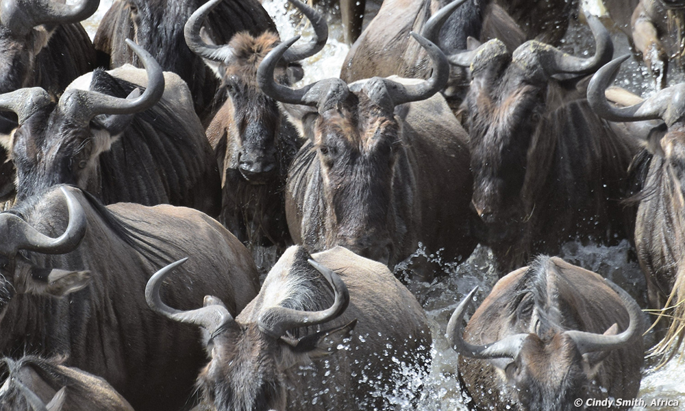 Wildebeests Crossing Up Close