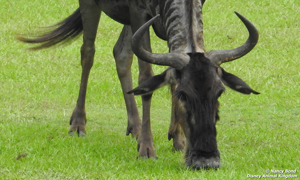 Wildebeest horns. 