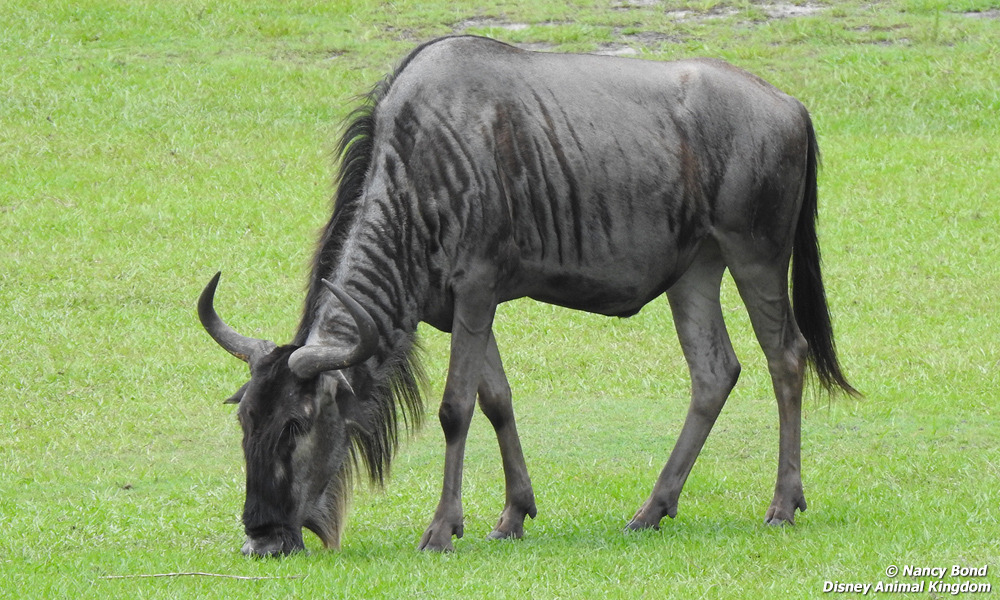 Wildebeest eating grass. 